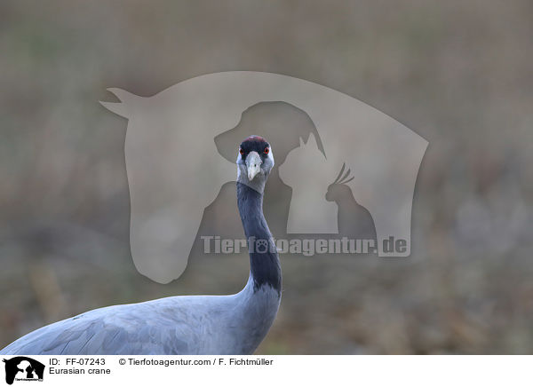 Eurasian crane / FF-07243