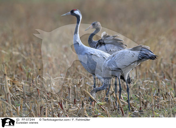 Eurasian cranes / FF-07244