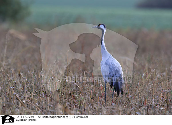 Grauer Kranich / Eurasian crane / FF-07246