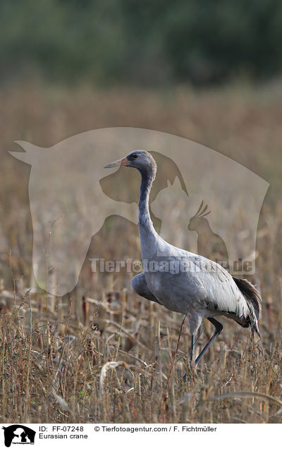 Eurasian crane / FF-07248