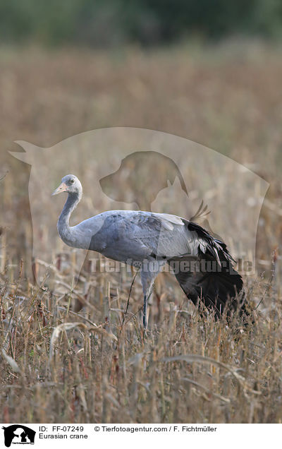 Eurasian crane / FF-07249