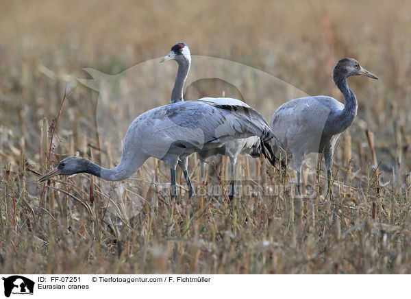Eurasian cranes / FF-07251