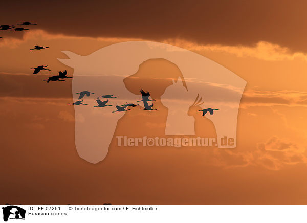 Graue Kraniche / Eurasian cranes / FF-07261