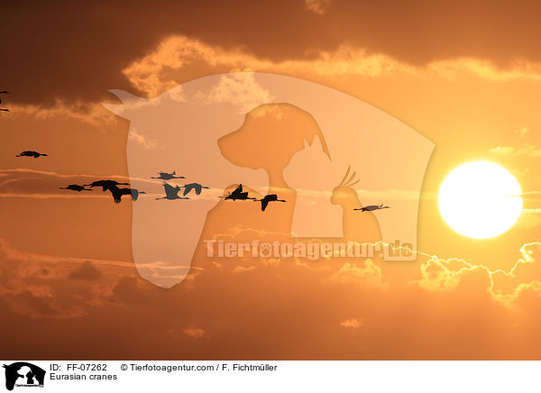 Eurasian cranes / FF-07262