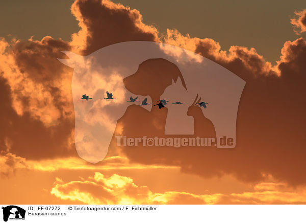Eurasian cranes / FF-07272