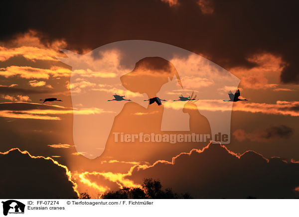 Eurasian cranes / FF-07274