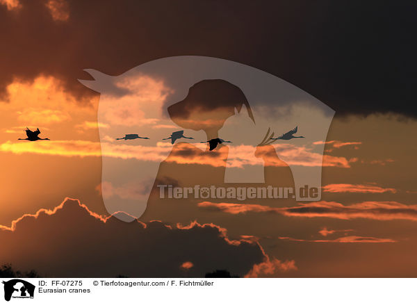 Eurasian cranes / FF-07275