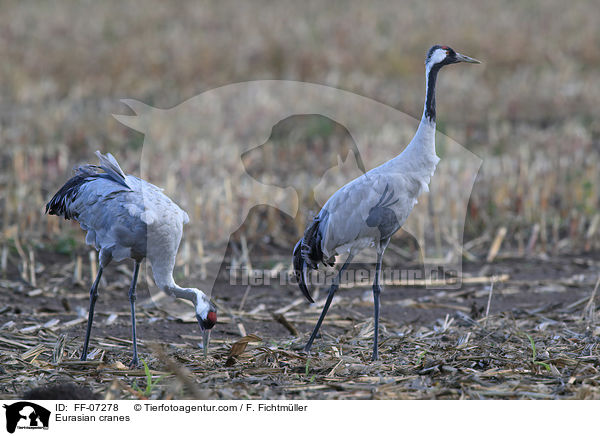 Graue Kraniche / Eurasian cranes / FF-07278
