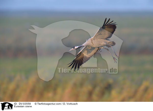 Eurasian crane / DV-03558