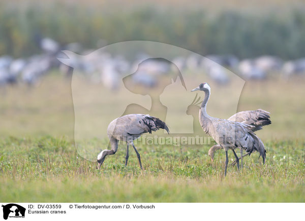Eurasian cranes / DV-03559