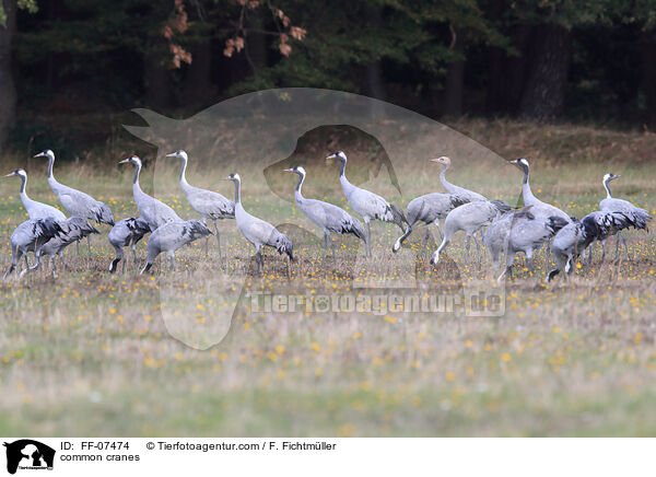 common cranes / FF-07474