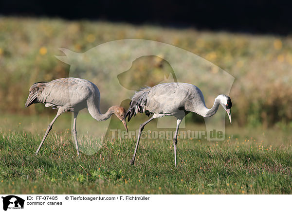 common cranes / FF-07485