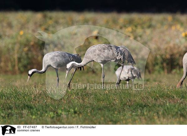 Graue Kraniche / common cranes / FF-07487
