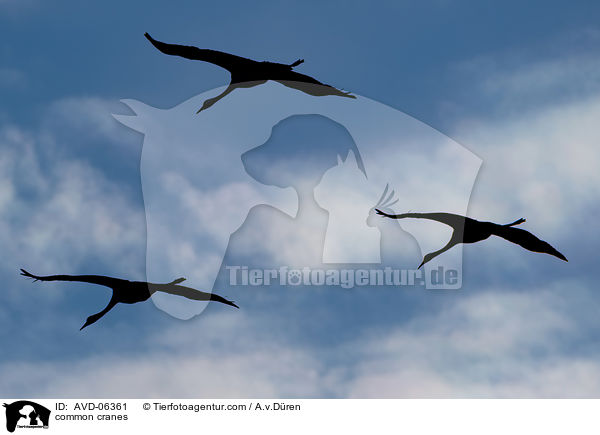 Graue Kraniche / common cranes / AVD-06361