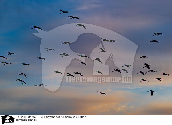 Graue Kraniche / common cranes / AVD-06367