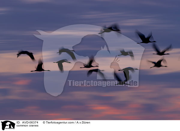Graue Kraniche / common cranes / AVD-06374