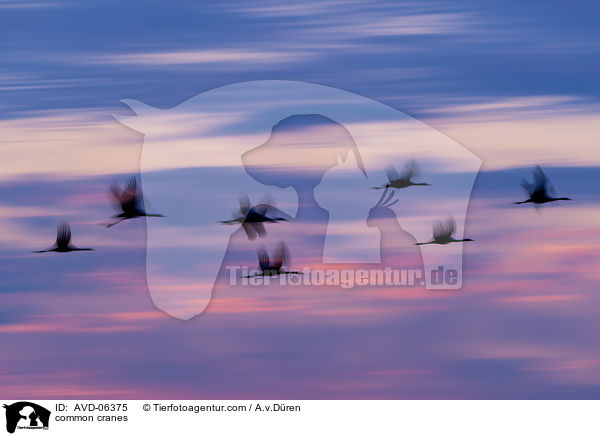 Graue Kraniche / common cranes / AVD-06375