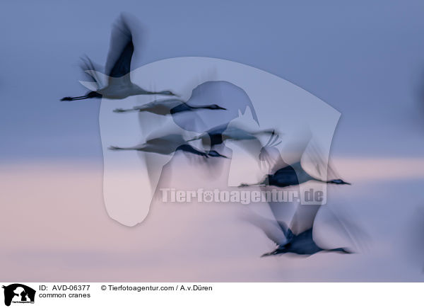 Graue Kraniche / common cranes / AVD-06377