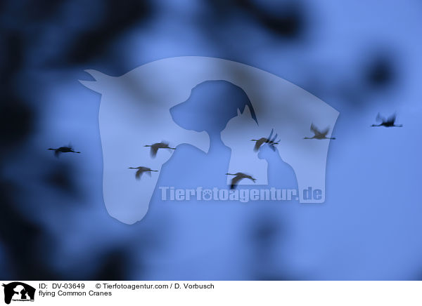 flying Common Cranes / DV-03649