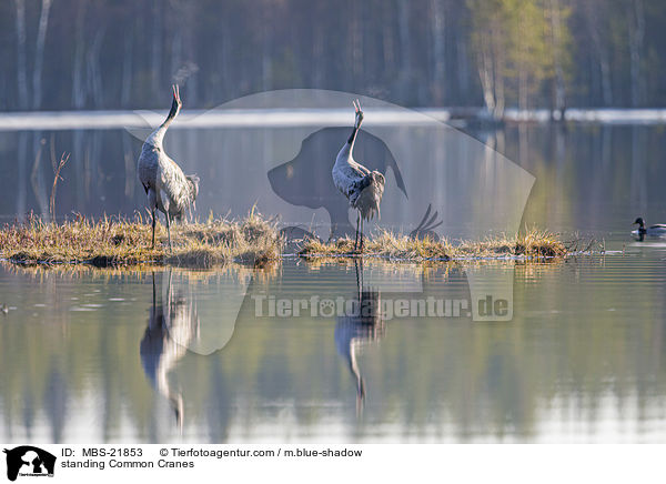 stehende Graue Kraniche / standing Common Cranes / MBS-21853