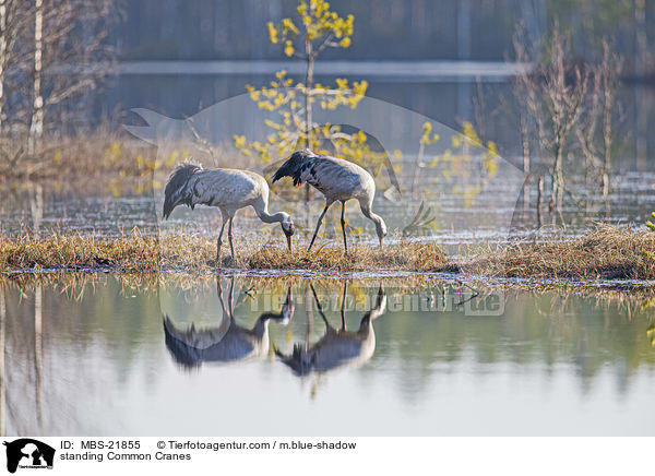 standing Common Cranes / MBS-21855