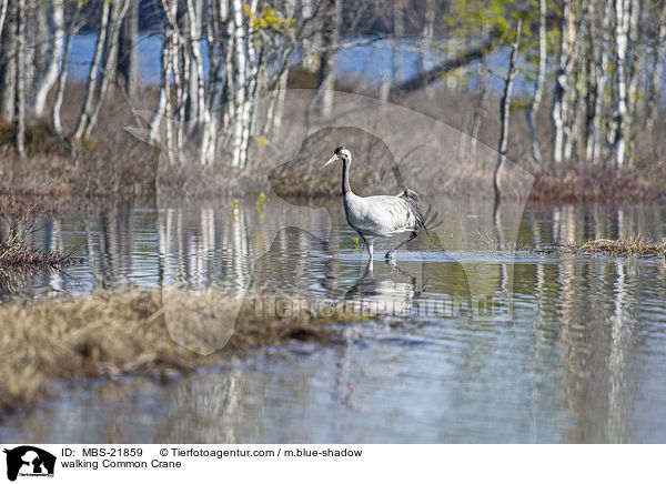 laufender Grauer Kranich / walking Common Crane / MBS-21859