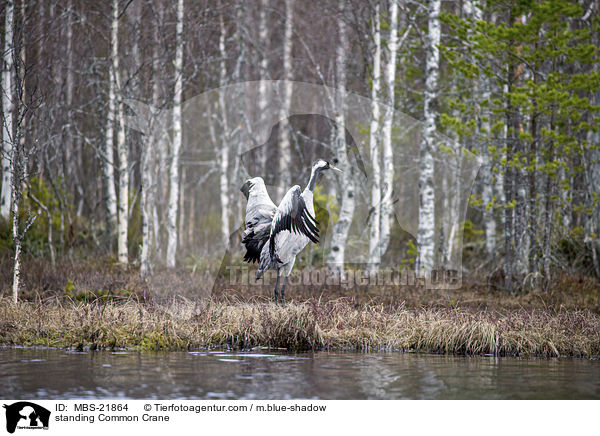 stehender Grauer Kranich / standing Common Crane / MBS-21864