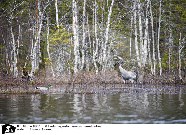 walking Common Crane / MBS-21867