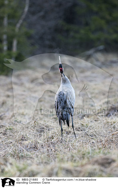 stehender Grauer Kranich / standing Common Crane / MBS-21880