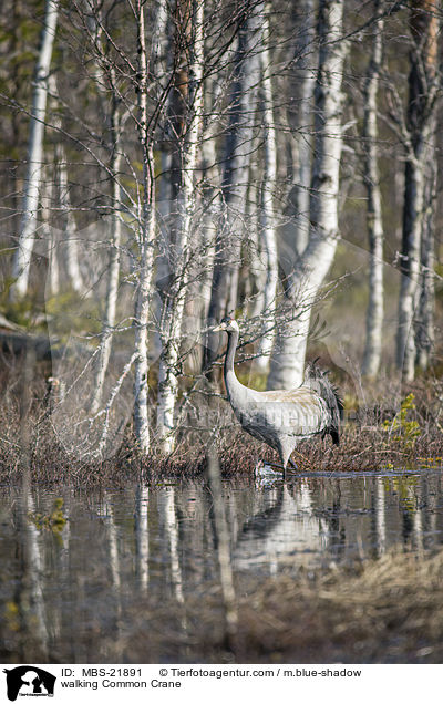 laufender Grauer Kranich / walking Common Crane / MBS-21891
