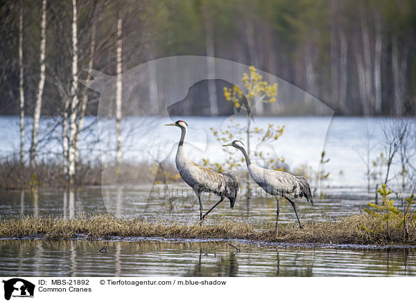 Graue Kraniche / Common Cranes / MBS-21892