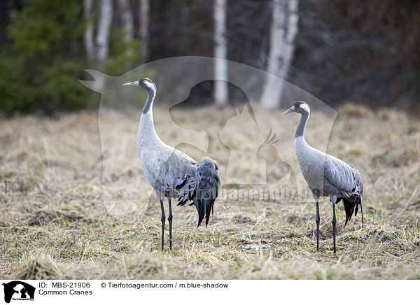 Graue Kraniche / Common Cranes / MBS-21906