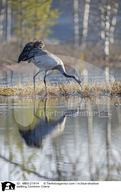 walking Common Crane / MBS-21914
