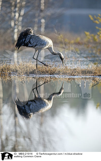 walking Common Crane / MBS-21916