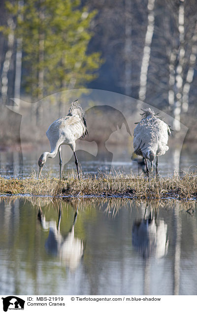 Graue Kraniche / Common Cranes / MBS-21919