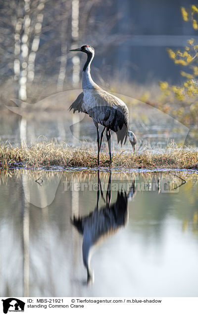 stehender Grauer Kranich / standing Common Crane / MBS-21921