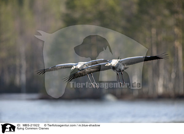 flying Common Cranes / MBS-21922