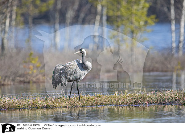 walking Common Crane / MBS-21926