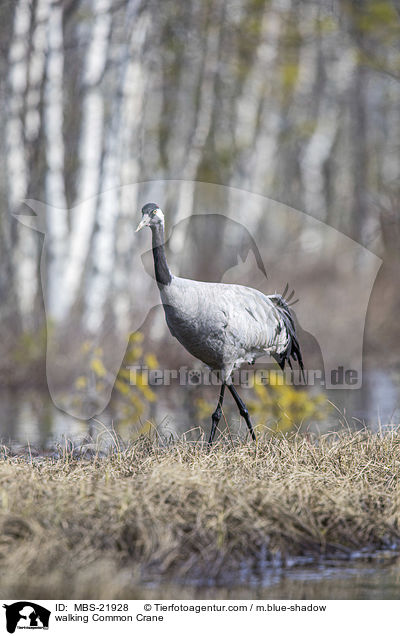 walking Common Crane / MBS-21928