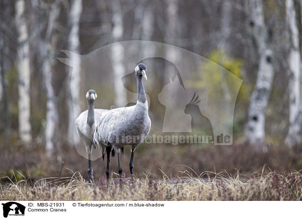 Common Cranes / MBS-21931