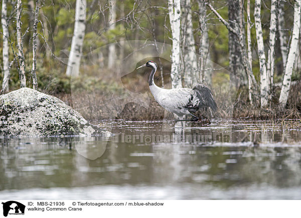 walking Common Crane / MBS-21936