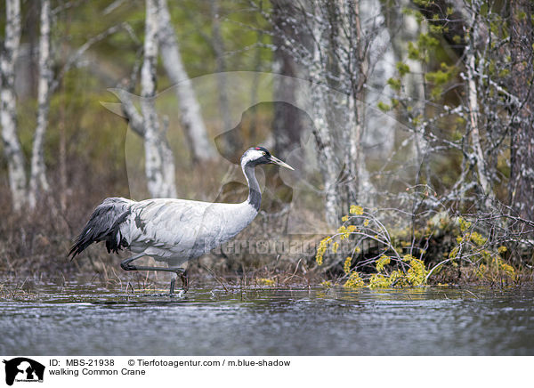 walking Common Crane / MBS-21938