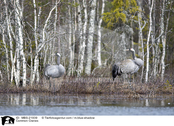 Graue Kraniche / Common Cranes / MBS-21939