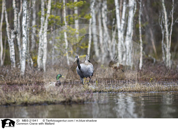 Common Crane with Mallard / MBS-21941