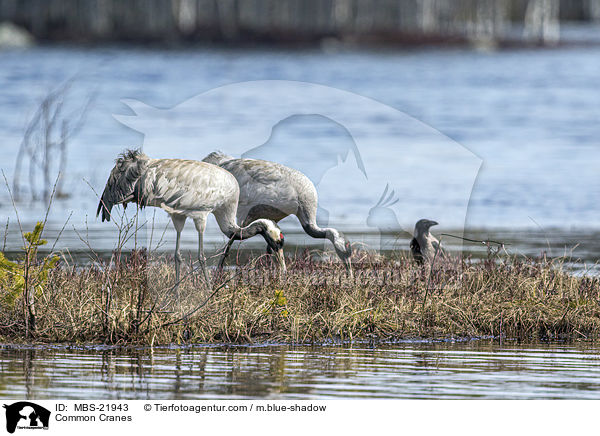 Common Cranes / MBS-21943