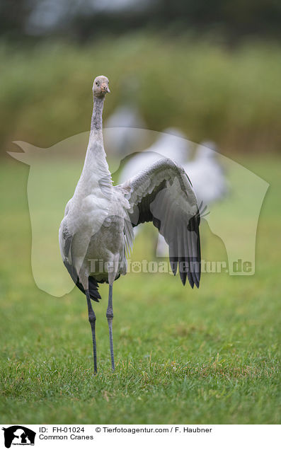 Common Cranes / FH-01024