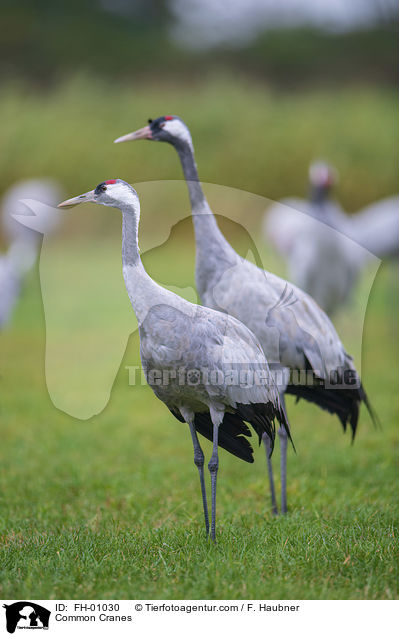 Common Cranes / FH-01030