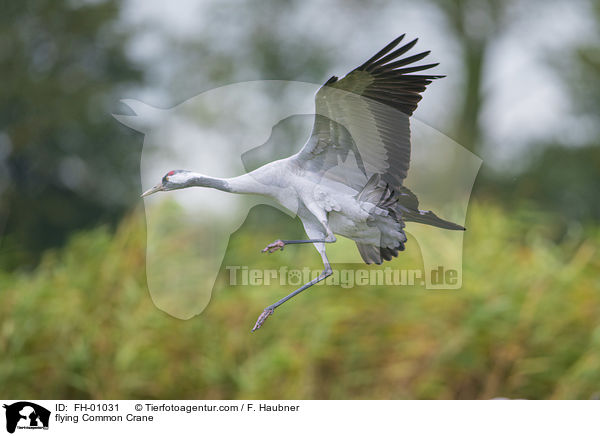 fliegender Grauer Kranich / flying Common Crane / FH-01031