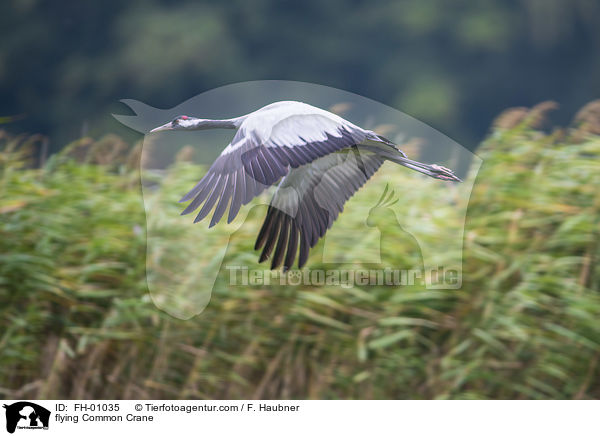 fliegender Grauer Kranich / flying Common Crane / FH-01035