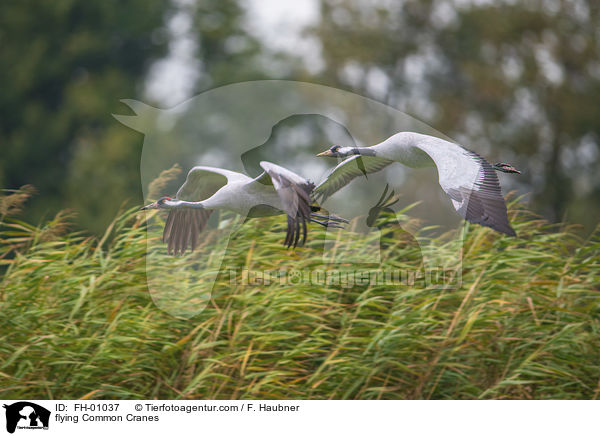 fliegende Graue Kraniche / flying Common Cranes / FH-01037